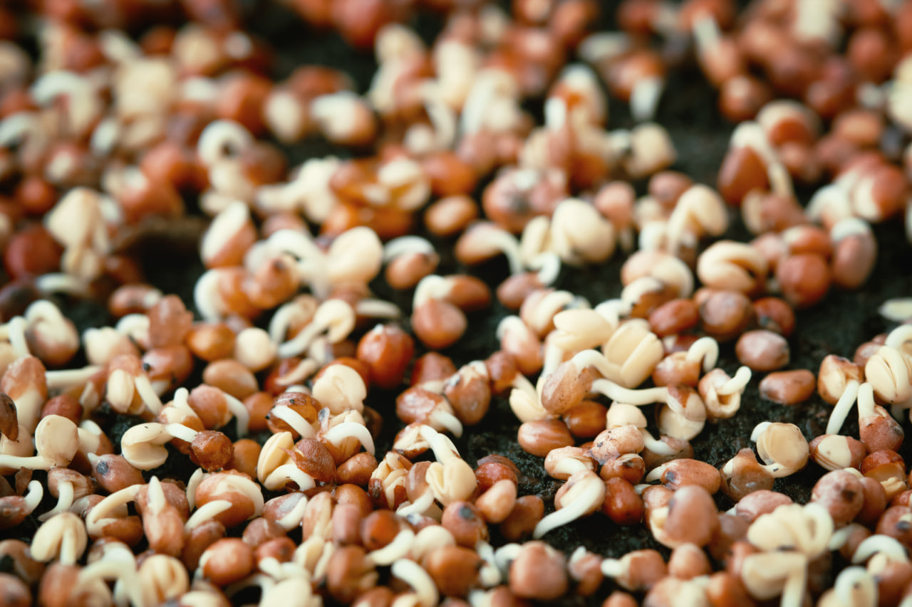Seed Treatment Method